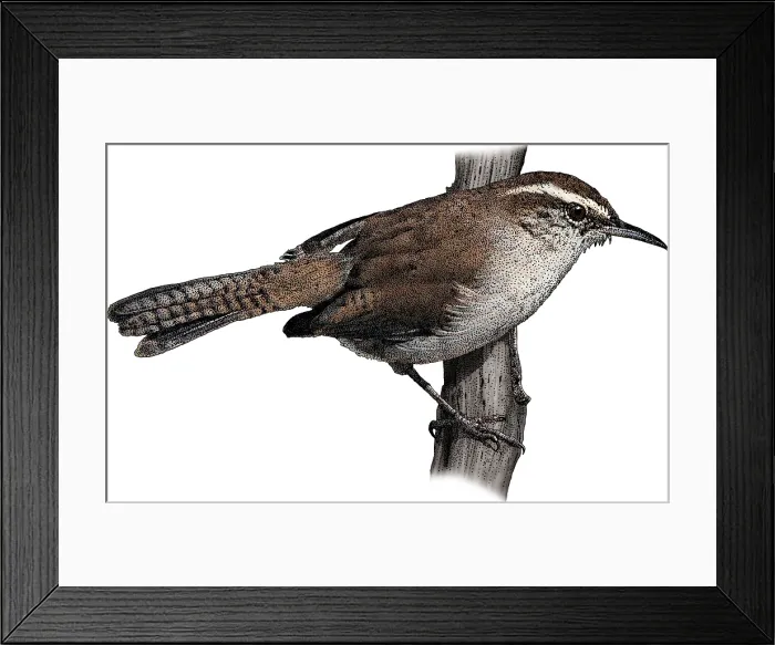 Framed Print : Bewick's Wren, Illustration Framed Print : Bewick's Wren, Illustration
