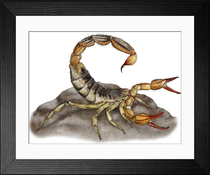Framed Print : Common California Scorpion Framed Print : Common California Scorpion