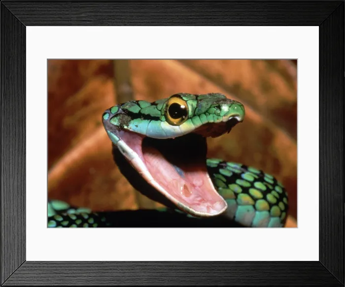 Framed Print : Parrot Snake (Leptophis ahaetulla) Framed Print : Parrot Snake (Leptophis ahaetulla)