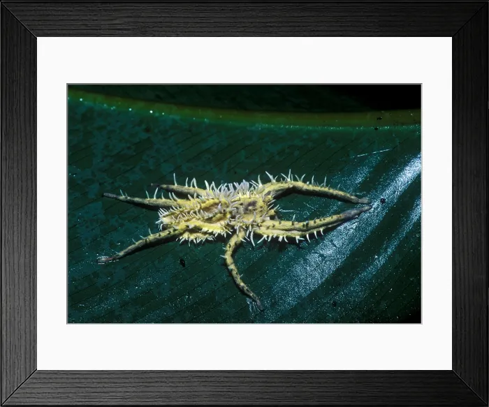 Framed Print : Predatory Tropical Fungus