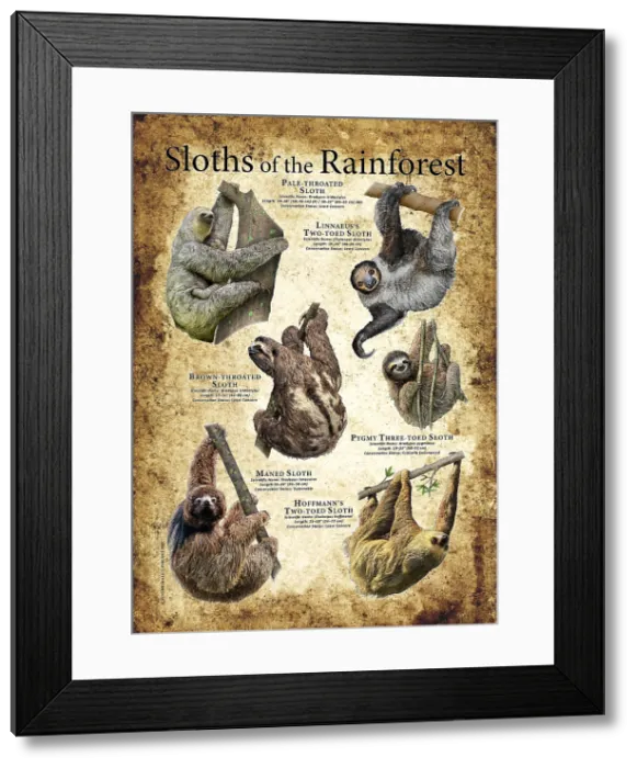 Framed Print : Sloths of the Rainforest Framed Print : Sloths of the Rainforest