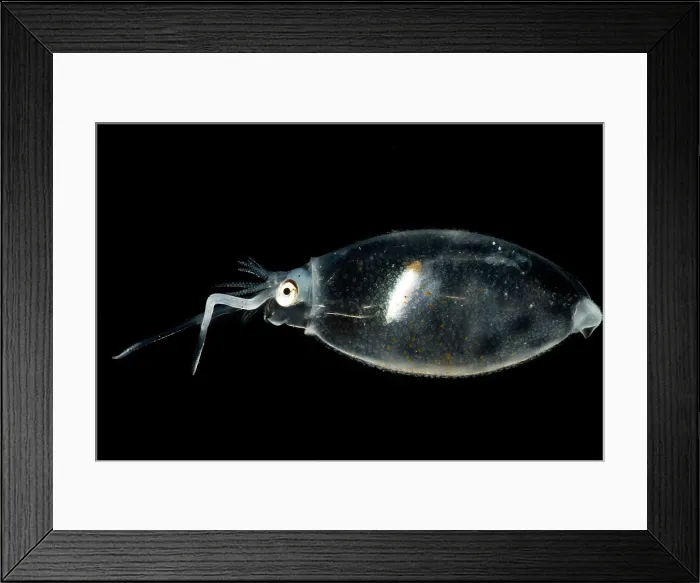 Framed Print : Cockatoo squid (Cranchia scabra)