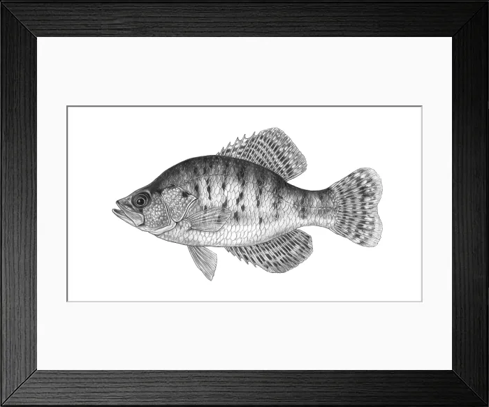 Framed Print : White Crappie (Pomoxis annularis) Framed Print : White Crappie (Pomoxis annularis)