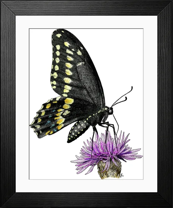 Framed Print : Black Swallowtail Butterfly Framed Print : Black Swallowtail Butterfly