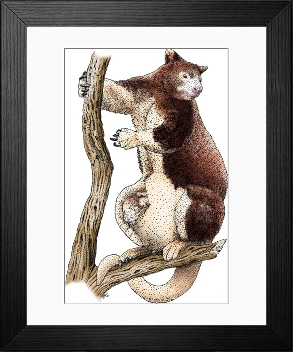 Framed Print : Huon Tree Kangaroo Framed Print : Huon Tree Kangaroo
