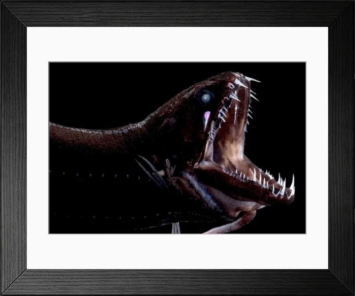 Framed Print : Deep-Sea Dragonfish Framed Print : Deep-Sea Dragonfish