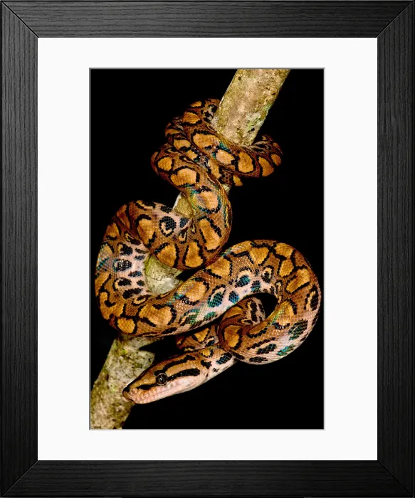 Framed Print : Rainbow Boa Framed Print : Rainbow Boa