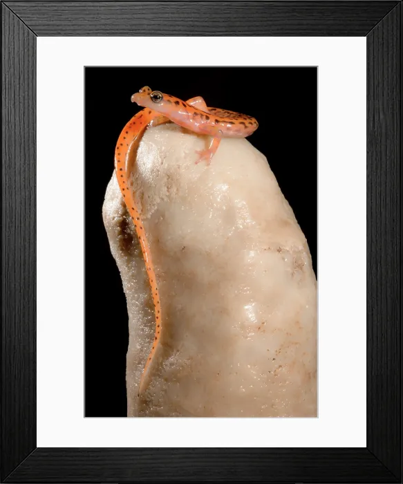 Framed Print : Cave Salamander, Eurycea lucifuga Framed Print : Cave Salamander, Eurycea lucifuga