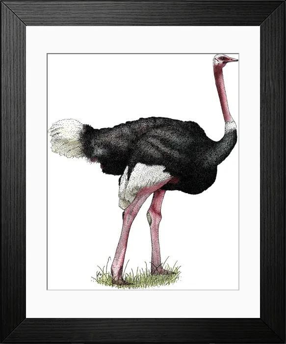 Framed Print : Ostrich, (Struthio camelus) Framed Print : Ostrich, (Struthio camelus)