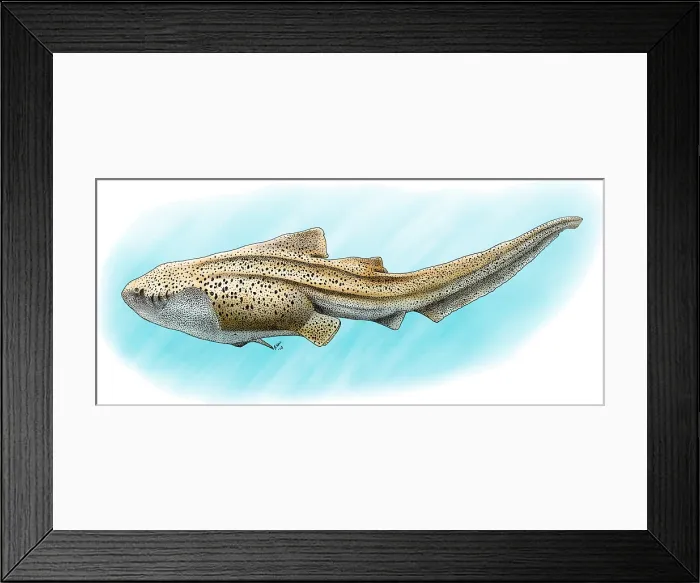 Framed Print : Zebra Shark Framed Print : Zebra Shark