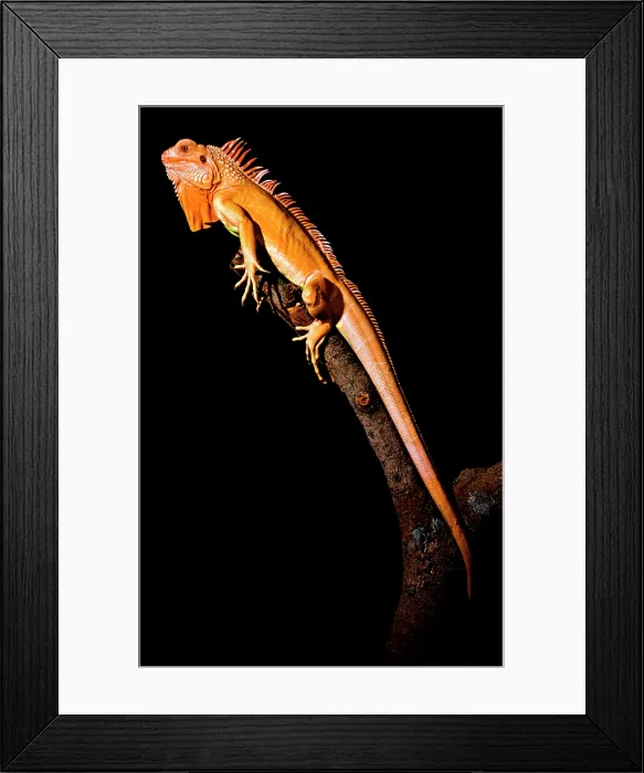Framed Print : Crimson Phase Green Iguana