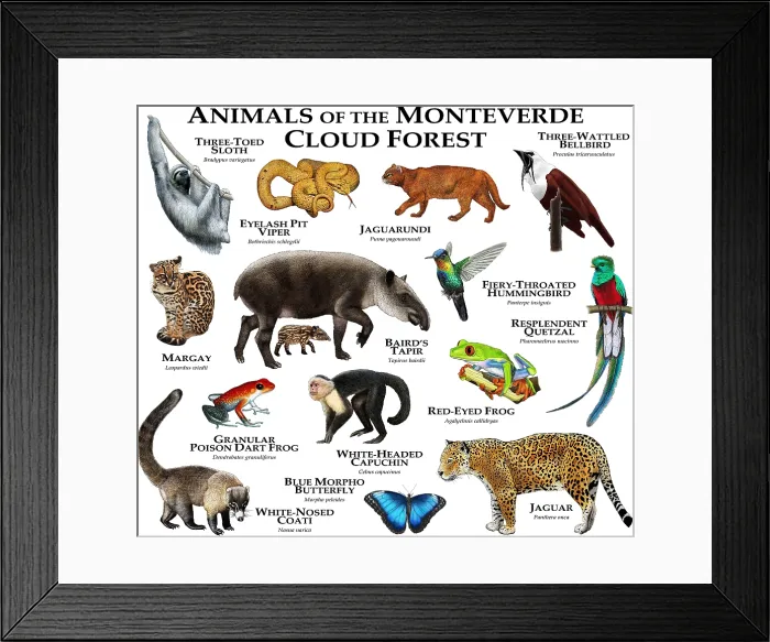 Framed Print : Animals of the Monteverde Cloud Forest Framed Print : Animals of the Monteverde Cloud Forest