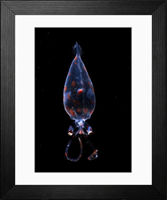 Framed Print : Glass Squid Framed Print : Glass Squid