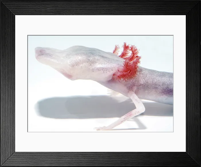 Framed Print : Texas Blind Salamander (Eurycea rathbuni) Framed Print : Texas Blind Salamander (Eurycea rathbuni)