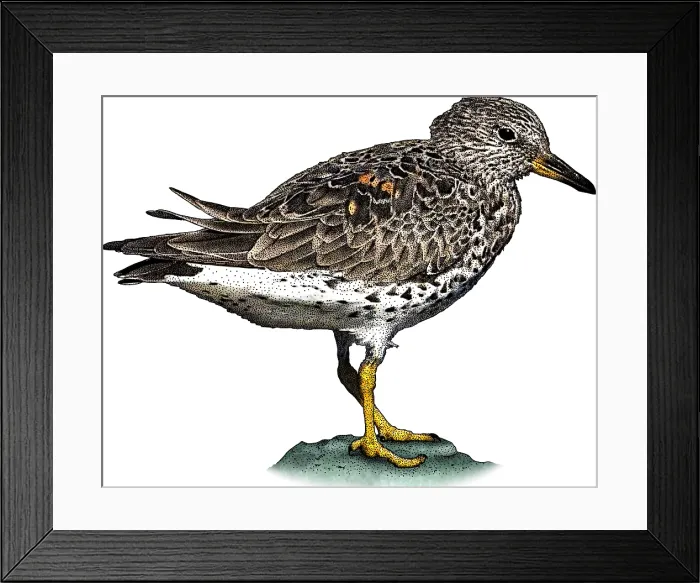 Framed Print : Surfbird. Illustration of a Surfbird (Aphriza virgata) Framed Print : Surfbird. Illustration of a Surfbird (Aphriza virgata)