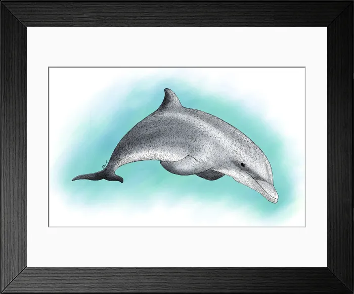 Framed Print : Bottlenose Dolphin Framed Print : Bottlenose Dolphin