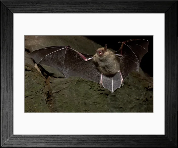 Framed Print : Cave Myotis Bat (Myotis velifer) Framed Print : Cave Myotis Bat (Myotis velifer)