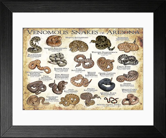 Framed Print : Venomous Snakes of Arizona
