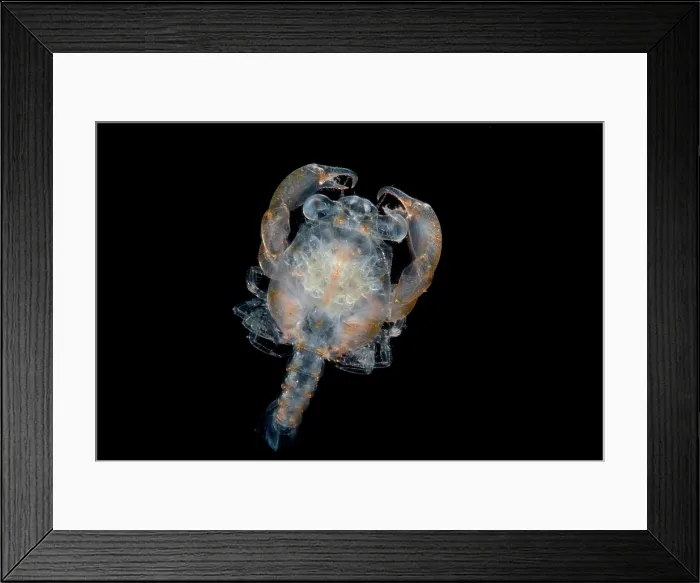 Framed Print : Larval Crab Framed Print : Larval Crab