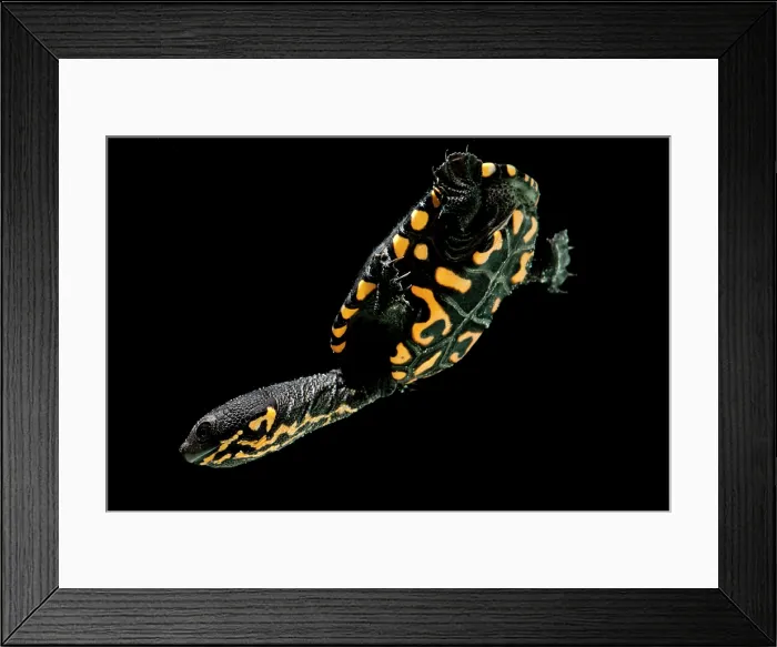 Framed Print : Hatchling Timor Island Snake Neck Turtle (Chelodina timorensis) Framed Print : Hatchling Timor Island Snake Neck Turtle (Chelodina timorensis)