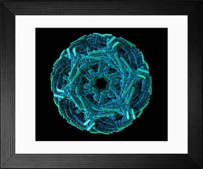 Framed Print : Clathrin Cage, Molecular Model Framed Print : Clathrin Cage, Molecular Model