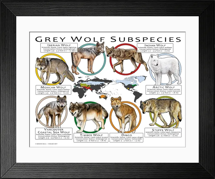 Framed Print : Grey Wolf Subspecies of the World Framed Print : Grey Wolf Subspecies of the World