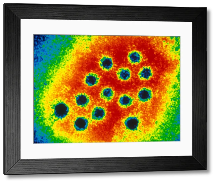 Framed Print : Hepatitis A Virus (TEM) Framed Print : Hepatitis A Virus (TEM)