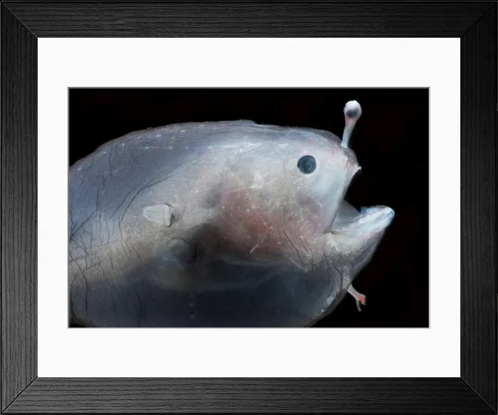 Framed Print : Larval female anglerfish, Linophrynidae Framed Print : Larval female anglerfish, Linophrynidae