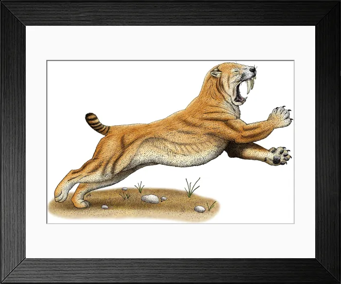 Framed Print : Smilodon (Saber-Toothed Tiger) Framed Print : Smilodon (Saber-Toothed Tiger)