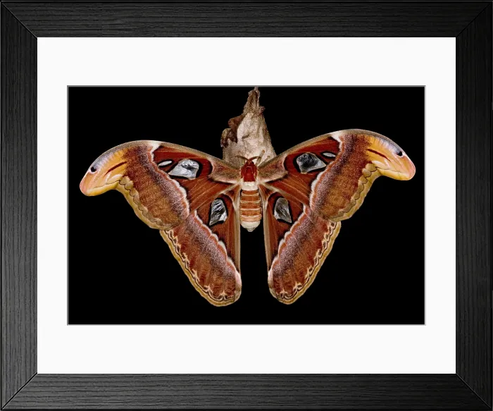 Framed Print : Atlas Moth Framed Print : Atlas Moth