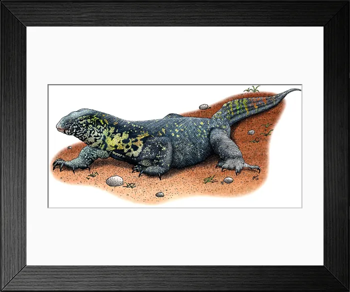 Framed Print : Nile Monitor Framed Print : Nile Monitor
