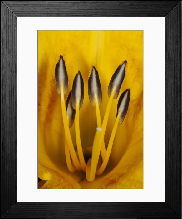 Framed Print : Daylily Stamens and Pistil Framed Print : Daylily Stamens and Pistil