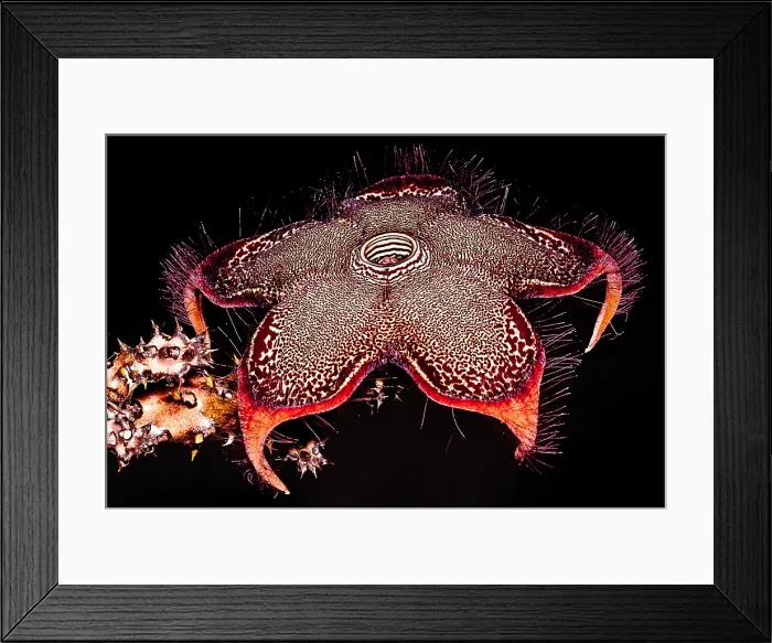 Framed Print : Persian Carpet Flower