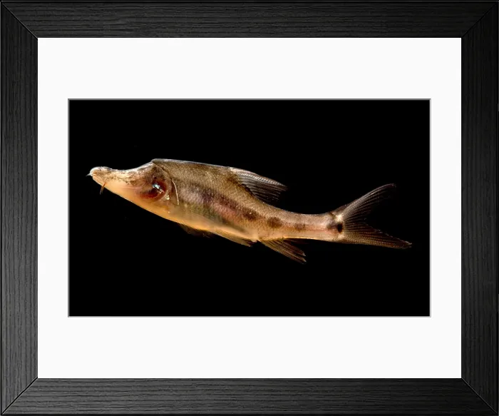 Framed Print : Golden Line Barbel