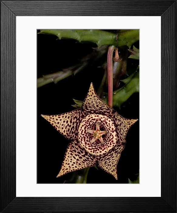 Framed Print : Stapelia Flower Framed Print : Stapelia Flower