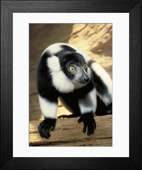 Framed Print : Ruffed Lemur Framed Print : Ruffed Lemur