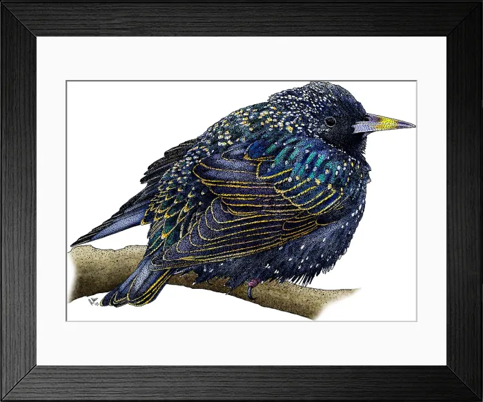 Framed Print : European Starling