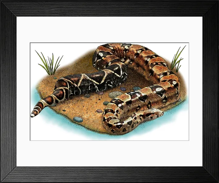 Framed Print : Boa constrictor Framed Print : Boa constrictor