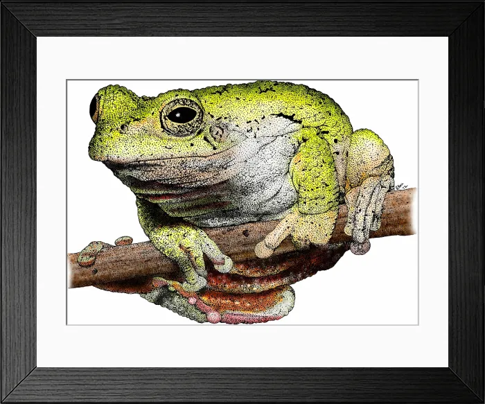 Framed Print : Eastern gray tree frog Framed Print : Eastern gray tree frog