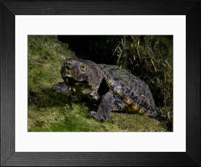 Framed Print : Loggerhead Musk Turtle (Sternotherus minor minor) Framed Print : Loggerhead Musk Turtle (Sternotherus minor minor)