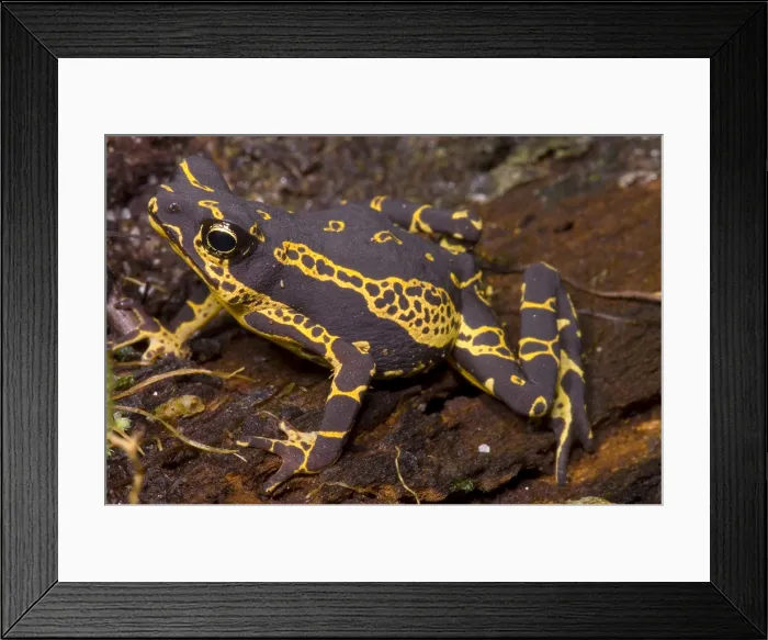 Framed Print : Harlequin Frog