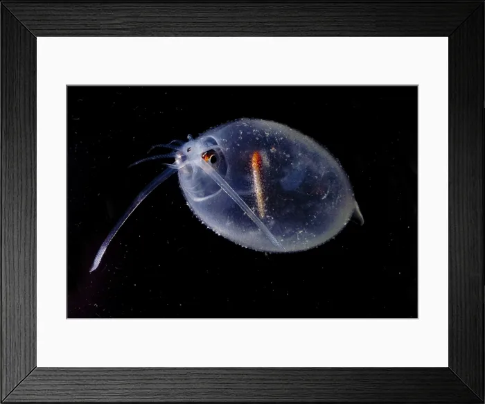 Framed Print : Cockatoo Squid Framed Print : Cockatoo Squid