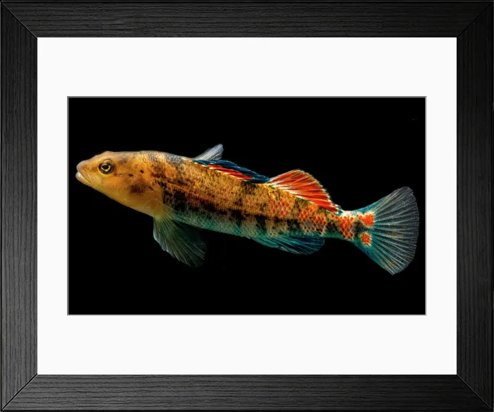 Framed Print : Plateau Orange-throat Darter (Etheostoma spectabile squamosum)