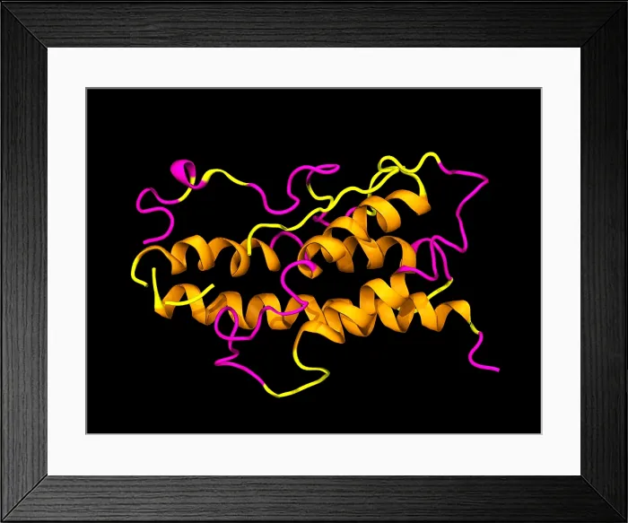 Framed Print : Model of Human Growth Hormone Framed Print : Model of Human Growth Hormone