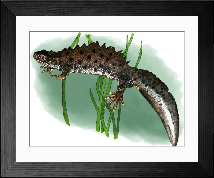 Framed Print : Great crested newt Framed Print : Great crested newt