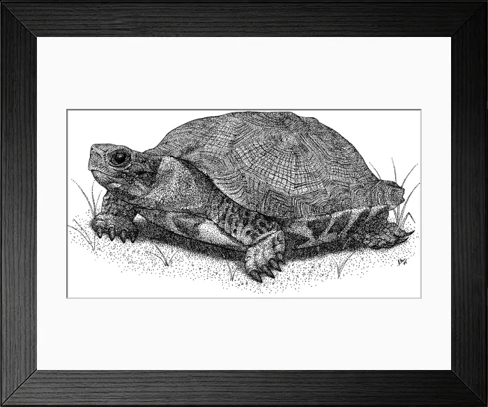 Framed Print : Wood Turtle Framed Print : Wood Turtle