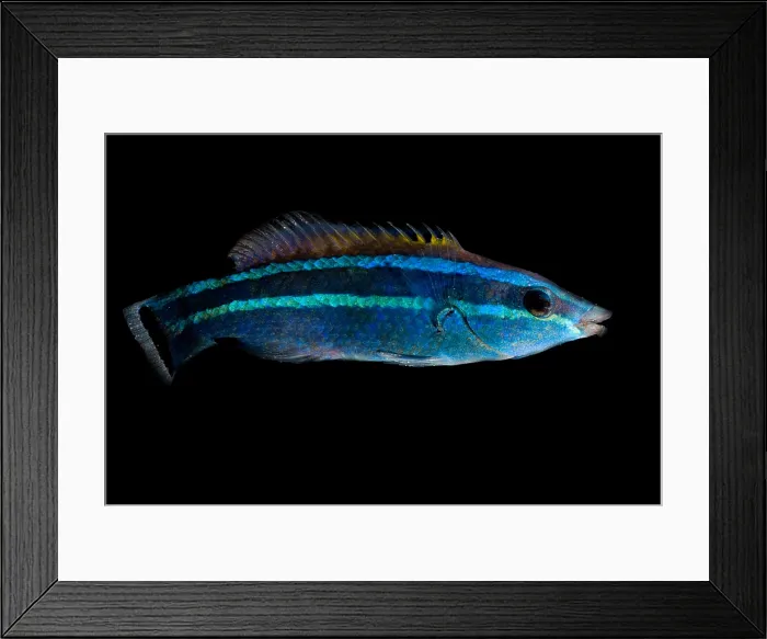 Framed Print : Red Sea Cleaner Wrasse