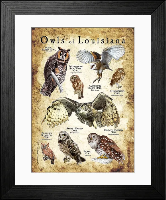 Framed Print : Owls of Louisiana