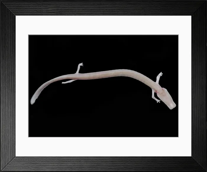 Framed Print : The Olm (Proteus anguinus) Framed Print : The Olm (Proteus anguinus)