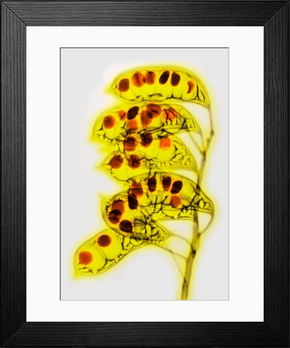 Framed Print : Colorized X-ray of Seed Pods